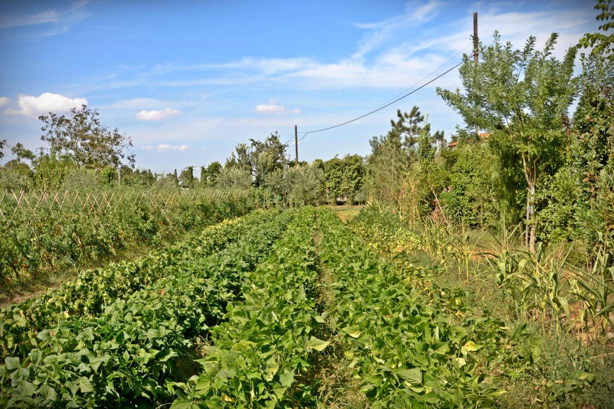 Lari Cevoli Country Resort מראה חיצוני תמונה